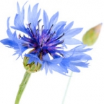 Василек Centaurea moschata