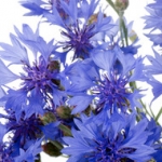 Василек Centaurea moschata