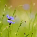 Василек Centaurea moschata