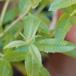 Вербена лимонная Aloysia triphylla