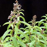 Вербена лимонная Aloysia triphylla