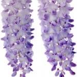 Вистерия Wisteria floribunda