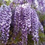 Вистерия Wisteria floribunda