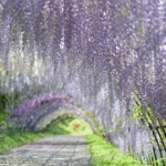 Вистерия Wisteria floribunda