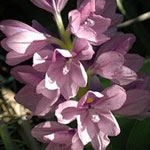 Водяной гиацинт Eichhornia, family Pontederiaceae