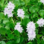 Водяной гиацинт Eichhornia, family Pontederiaceae