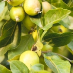 Яблоко Malus domestica