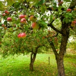 Яблоневый цвет Pyrus coronaria