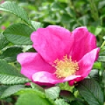 Японская роза (Hamanasu) Rosa rugosa