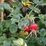 Японская роза (Hamanasu) Rosa rugosa