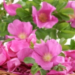 Японская роза (Hamanasu) Rosa rugosa