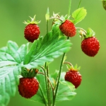 Земляника Fragaria vesca (Rosaceae)