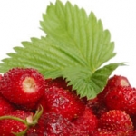 Земляника Fragaria vesca (Rosaceae)