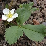 Земляника Fragaria vesca (Rosaceae)