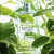 Lolita Lempicka Green Lover poster